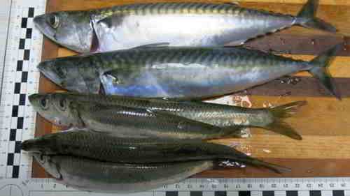 Hab' ich! Makrelen und Heringe von einem Fischzug am 26.07.2024 in Kiel