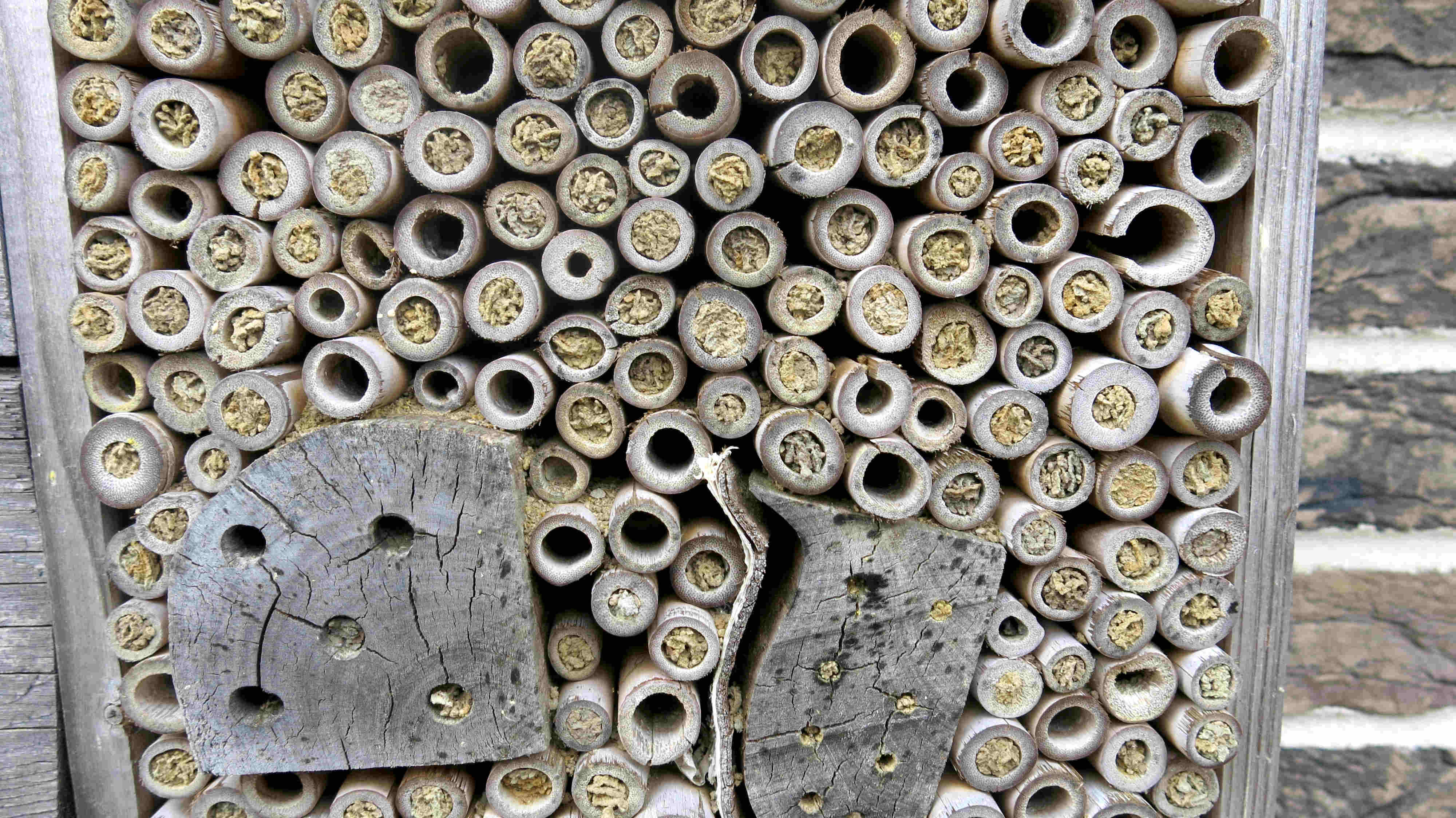 Verschlossene Nester unterschiedlicher Arten von Wildbienen