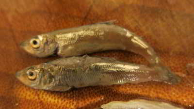Besteck aus dem Magen einer Makrele in Kiel