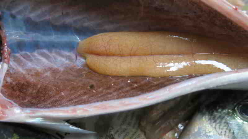 Makrelen vom 08. Juli 2024 in Kiel: Erstmals mit sichtbaren Gonaden